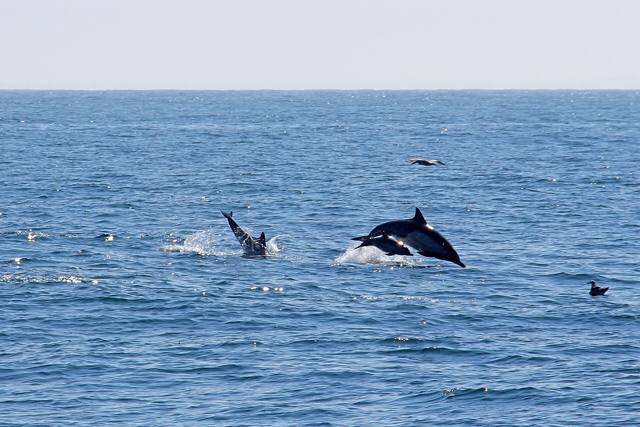 Common dolphins (29159724115).jpg